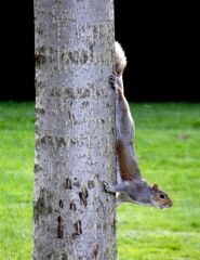 The London Squirrel
