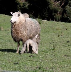 Ewe And lamb