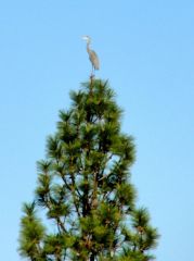 Blue Heron On Top Of A Pine