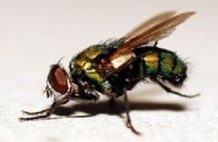 Iridescent Fly