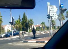 How else does a donkey cross the road!