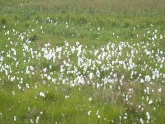 Field of Cotton Grass